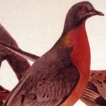 Passenger Pigeon;Richard Lake;1969