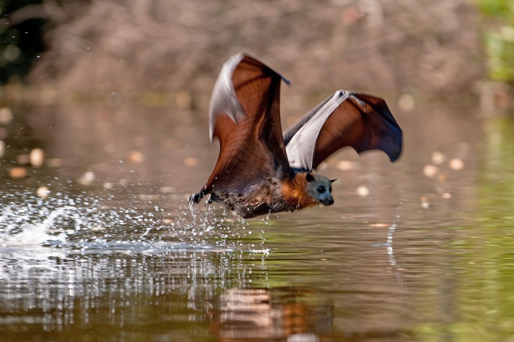 Bellydipping, courtesy of Nick Edards