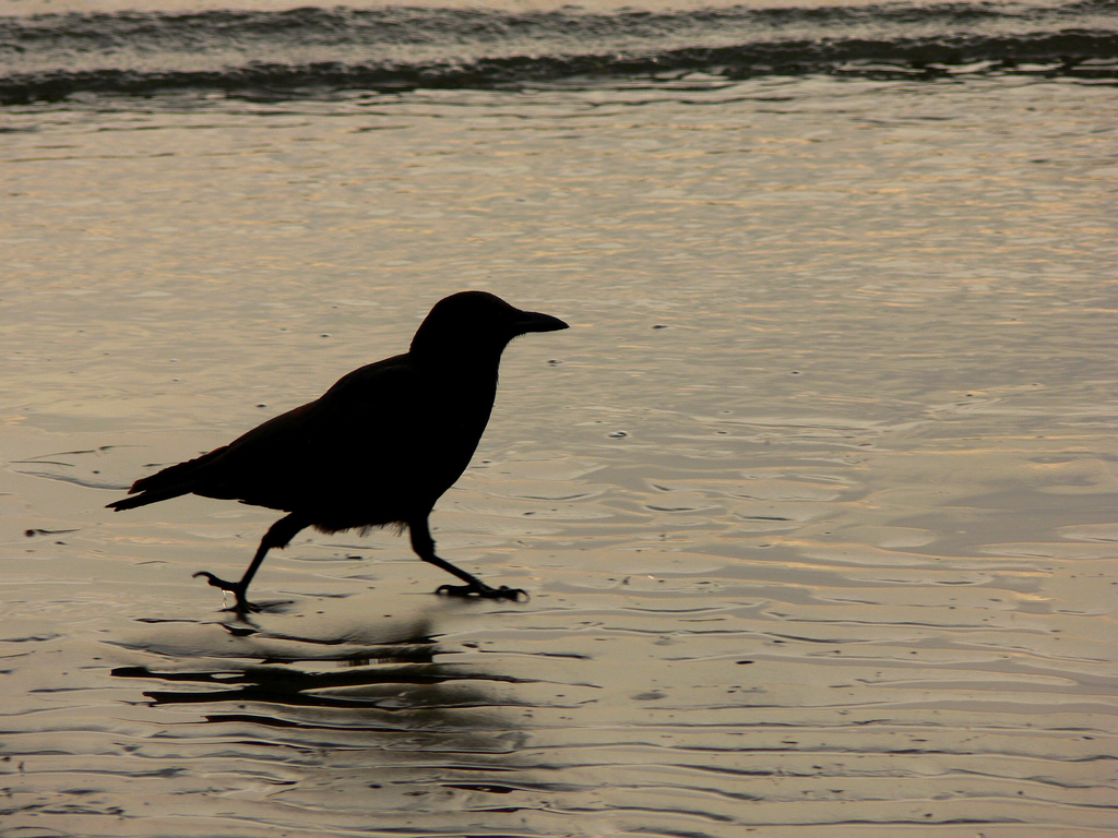 Encountering Crows: Living with wildlife in a changing world
